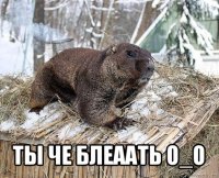  ты че блеаать о_о