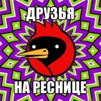 друзья на реснице