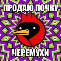 продаю почку черемухи