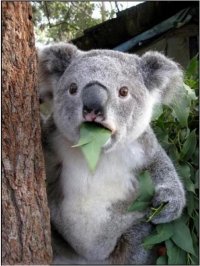 когда пришёл в гости к другу а родители смотрят как ты ешь, Комикс коала