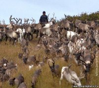 ты заехал не в тот район , Мем стадо оленей