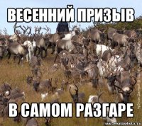 весенний призыв в самом разгаре