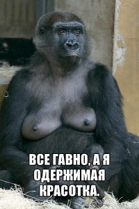  все гавно, а я одержимая красотка.