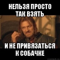 нельзя просто так взять и не привязаться к собачке