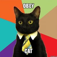 obey cat