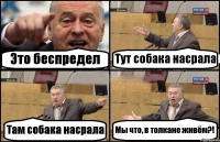 Это беспредел Тут собака насрала Там собака насрала Мы что, в толкане живём?!