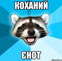 коханий єнот