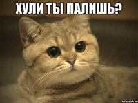 хули ты палишь? 