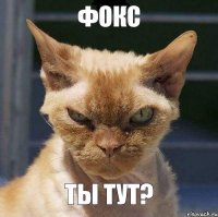 ФОКС ТЫ ТУТ?