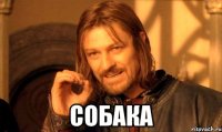  собака