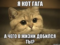 я кот гага а чего в жизни добился ты?