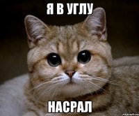 я в углу насрал