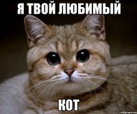 я твой любимый кот