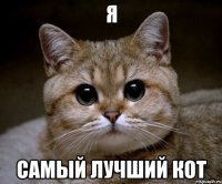 я самый лучший кот