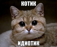 котик идиотик