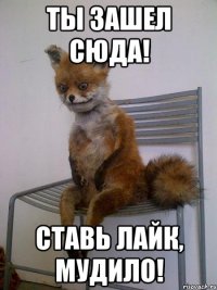 ты зашел сюда! ставь лайк, мудило!