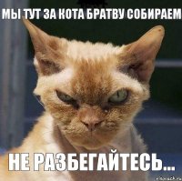 мы тут за кота братву собираем не разбегайтесь...