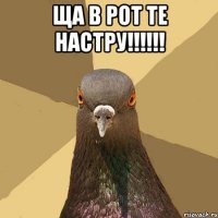 ща в рот те настру!!! 