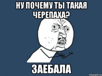 ну почему ты такая черепаха? заебала