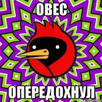 овес опередохнул