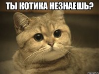 ты котика незнаешь? 