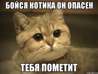 бойся котика он опасен тебя пометит