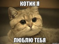 котик я люблю тебя