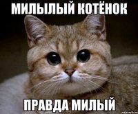 милылый котёнок правда милый