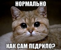 нормально как сам педрило?