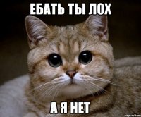 ебать ты лох а я нет