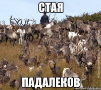 стая падалеков