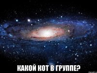  какой кот в группе?