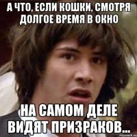 а что, если кошки, смотря долгое время в окно на самом деле видят призраков...