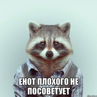  енот плохого не посоветует