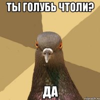 ты голубь чтоли? да