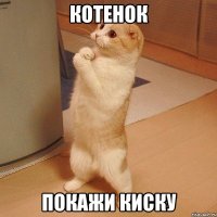 котенок покажи киску