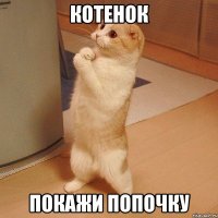 котенок покажи попочку