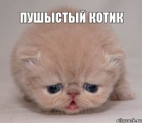 ПУШЫСТЫЙ КОТИК