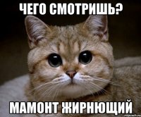 чего смотришь? мамонт жирнющий