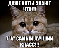 даже коты знают что!!! 7"а" самый лучший класс!!!