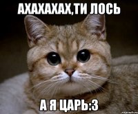 ахахахах,ти лось а я царь:3