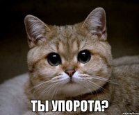  ты упорота?