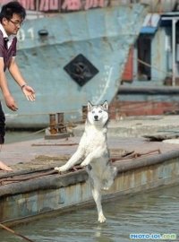  Нет, я должен читать Лентач, раскачивать лодку и тралить лалок, Комикс   собака я должен танцевать