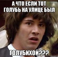 а что если тот голубь на улице был голубихой???