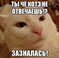 ты чё котэ не отвечаешь!? зазналась!