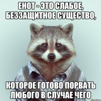 енот - это слабое, беззащитное существо, которое готово порвать любого в случае чего