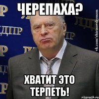 черепаха? хватит это терпеть!