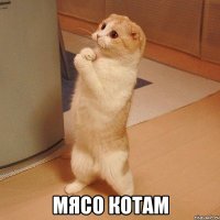  мясо котам