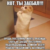 кот, ты заебал!!! орешь постоянно, жрать просишь, спать не даешь, постоянно подглядываешь за мной...все!!! решено. пиздуй жить на улицу!!!