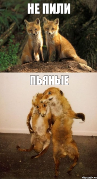 не пили пьяные